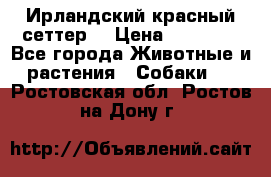 Ирландский красный сеттер. › Цена ­ 30 000 - Все города Животные и растения » Собаки   . Ростовская обл.,Ростов-на-Дону г.